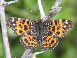 Attēlu rezultāti vaicājumam “Araschnia levana upperside”