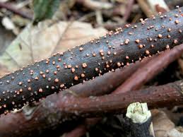Attēlu rezultāti vaicājumam “Nectria cinnabarina”