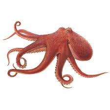 Image result for Enteroctopus dofleini