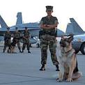 Air Force K9 Dog Handler Careers - USMilitary.