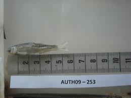 Image result for Squalius vardarensis