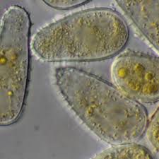 Attēlu rezultāti vaicājumam “Melampsoridium sp.”