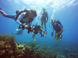Image result for Seabug Divers