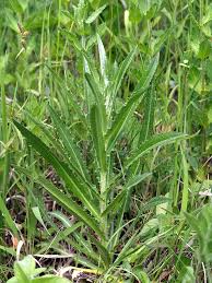 Attēlu rezultāti vaicājumam “Carlina biebersteinii leaf”