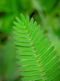 Image result for pohon semalu images