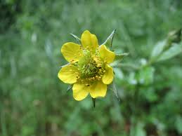 Image result for Geum urbanum