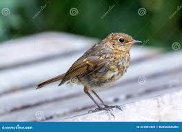 Attēlu rezultāti vaicājumam “Erithacus rubecula juvenile”