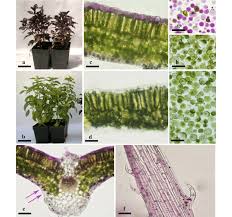 Attēlu rezultāti vaicājumam “Ocimum basilicum leaf”