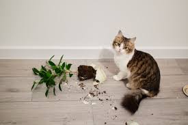 Afbeeldingsresultaat voor katten