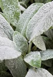 Attēlu rezultāti vaicājumam “Stachys”