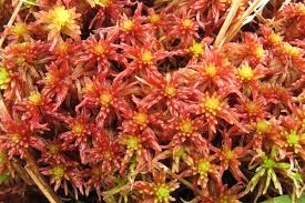 Attēlu rezultāti vaicājumam “Sphagnum warnstorfii”