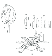 Attēlu rezultāti vaicājumam “Maianthemum bifolium leaf”