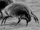 File:House Dust Mite.jpg - Wikipedia, the free encyclopedia