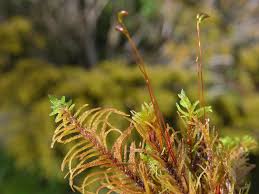 Attēlu rezultāti vaicājumam “Helodium blandowii”