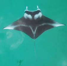 Image result for Mobula alfredi