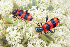 Attēlu rezultāti vaicājumam “Trichodes apiarius”