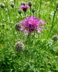 Attēlu rezultāti vaicājumam “Centaurea scabiosa”