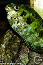 Image result for Siganus rivulatus
