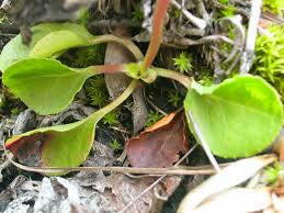 Attēlu rezultāti vaicājumam “Pyrola minor fruit”