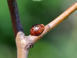 Attēlu rezultāti vaicājumam “Elymus caninus fruit”