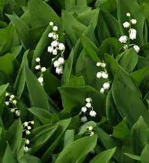 Attēlu rezultāti vaicājumam “Convallaria majalis bud”