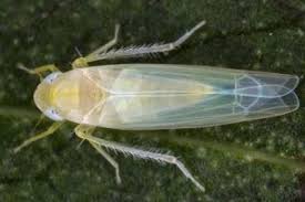 Attēlu rezultāti vaicājumam “Edwardsiana geometrica”