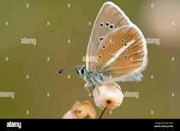 Attēlu rezultāti vaicājumam “Agrodiaetus amandus female”