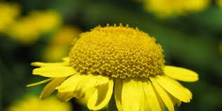 Image result for Färberkamille