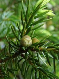 Attēlu rezultāti vaicājumam “Juniperus communis female flower”