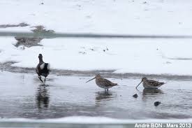 Attēlu rezultāti vaicājumam “Gallinago gallinago eggs”