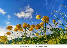 Attēlu rezultāti vaicājumam “Trollius europaeus flower”