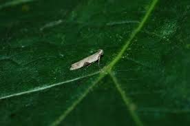 Attēlu rezultāti vaicājumam “Hypatima rhomboidella”