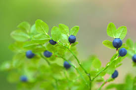 Attēlu rezultāti vaicājumam “Vaccinium myrtillus leaf”