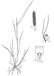 Attēlu rezultāti vaicājumam “Setaria viridis”