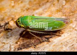 Attēlu rezultāti vaicājumam “Cicadella viridis female”