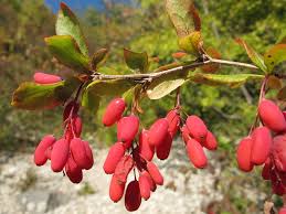 Attēlu rezultāti vaicājumam “Berberis vulgaris”