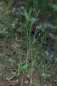 Attēlu rezultāti vaicājumam “Juncus bufonius fruit”