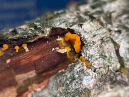 Attēlu rezultāti vaicājumam “Dacrymyces chrysospermus spores”