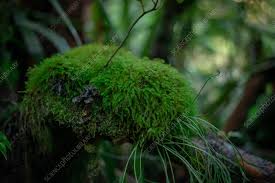 Attēlu rezultāti vaicājumam “Herzogiella seligeri”