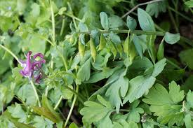 Attēlu rezultāti vaicājumam “Corydalis cava leaf”