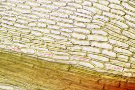 Attēlu rezultāti vaicājumam “Philonotis calcarea”