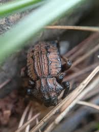 Image result for Brachycerus undatus