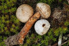 Attēlu rezultāti vaicājumam “Tulostoma fimbriatum”