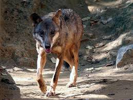 Attēlu rezultāti vaicājumam “Canis lupus”