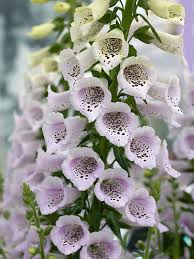 Attēlu rezultāti vaicājumam “Digitalis purpurea flower”