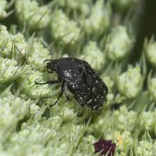 Attēlu rezultāti vaicājumam “Oxythyrea funesta”