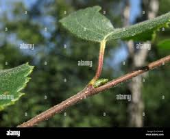Attēlu rezultāti vaicājumam “Betula pubescens leaf”