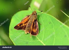 Attēlu rezultāti vaicājumam “Ochlodes sylvanus female”