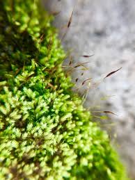 Attēlu rezultāti vaicājumam “Philonotis”