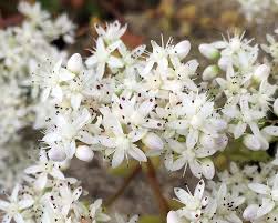 Attēlu rezultāti vaicājumam “Sedum album bud”